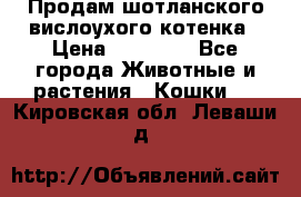 Продам шотланского вислоухого котенка › Цена ­ 10 000 - Все города Животные и растения » Кошки   . Кировская обл.,Леваши д.